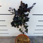 Buk lesný (Fagus sylvatica) ´DAWYCK PURPLE´ - výška 40-60 cm, kont. C5L